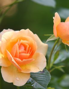 plant-flower-rose-bloom-39517_230X298.jpg