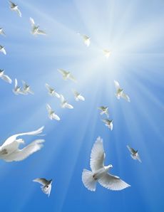 white-doves-flying-12160634_230X298.jpg