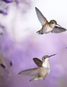 Lavender_Hummingbirds_230X298.jpg