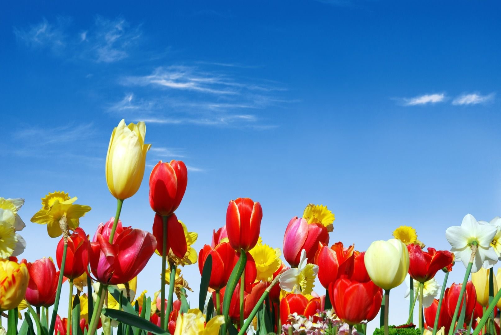 various-spring-flowers-towards-the-blue-sky-4546482.jpg