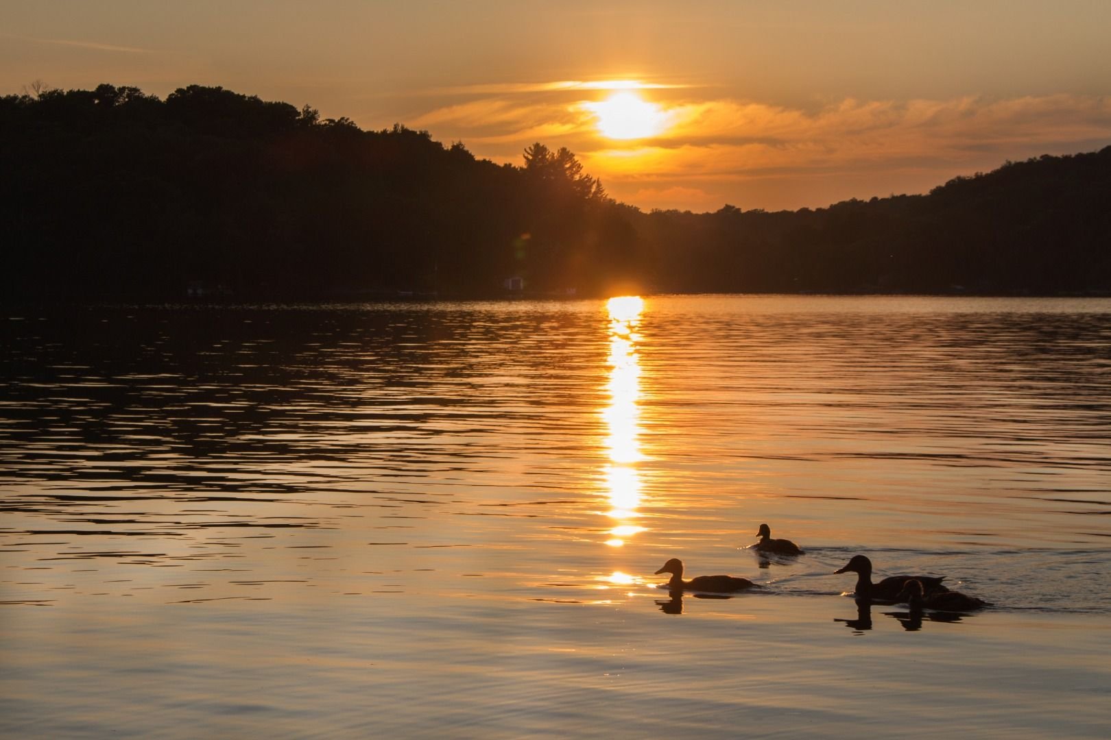 landscape-of-a-northern-lake-at-sunset-with-ducks-56134139.jpg