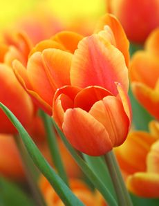 tulips-6042009_230X298.jpg