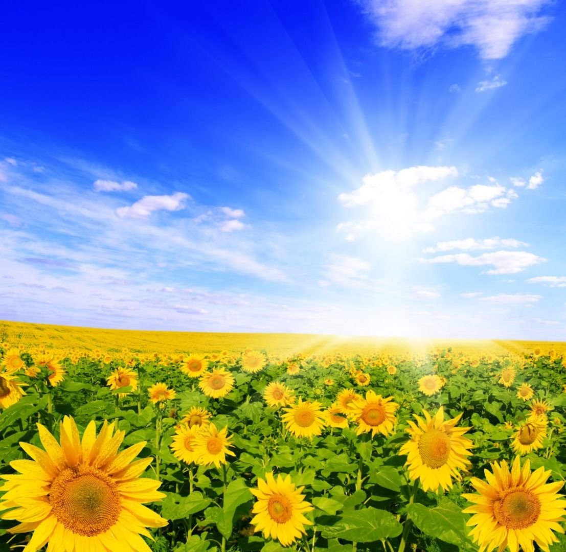 field-of-sunflowers-and-blue-sun-sky-7939949.jpg